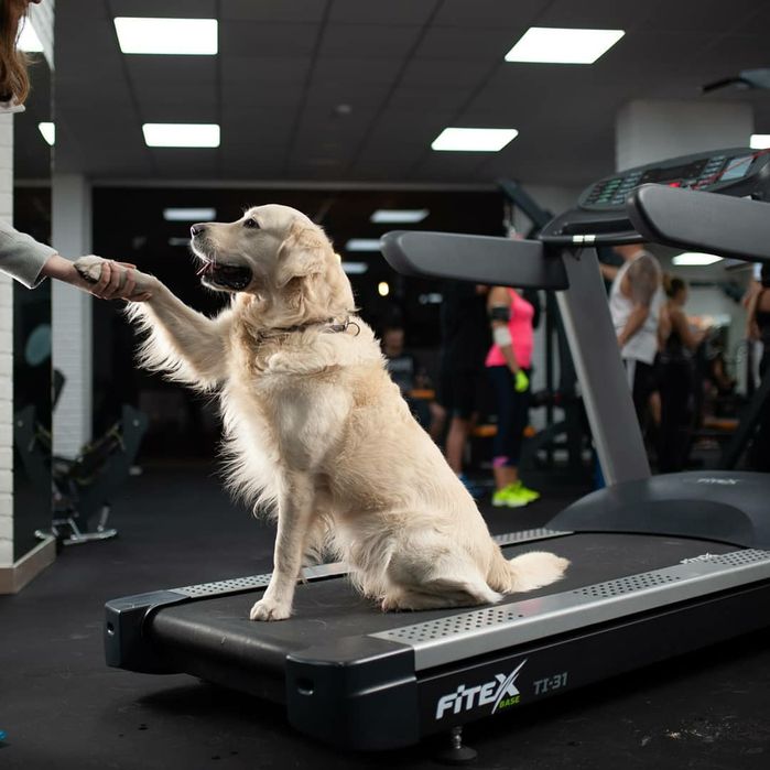 Гранд Чемпіон України для в'язки!