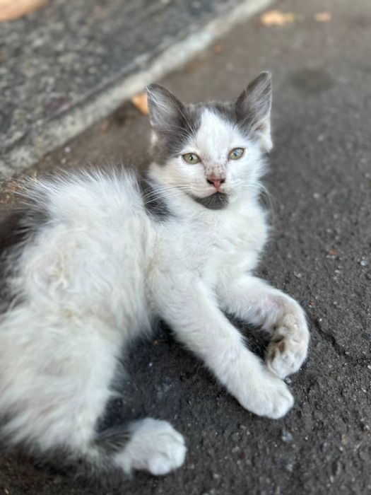 Кошенята безкоштовно