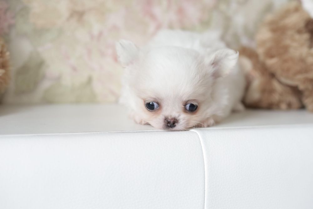 Chihuahua fci chłopak długowłosy