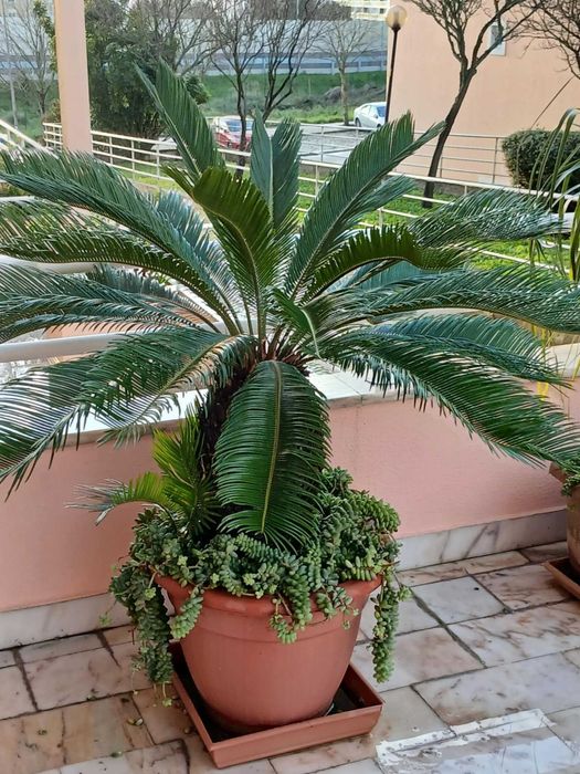 Plantas de jardim (exterior)