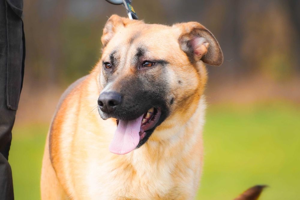 ROSA - duża, łagodna , wesoła sunia