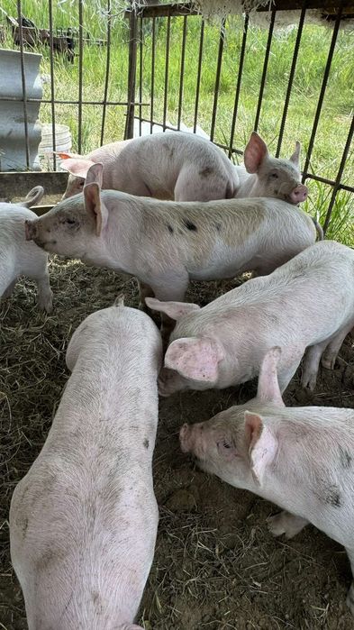 Продам поросят мясной породы