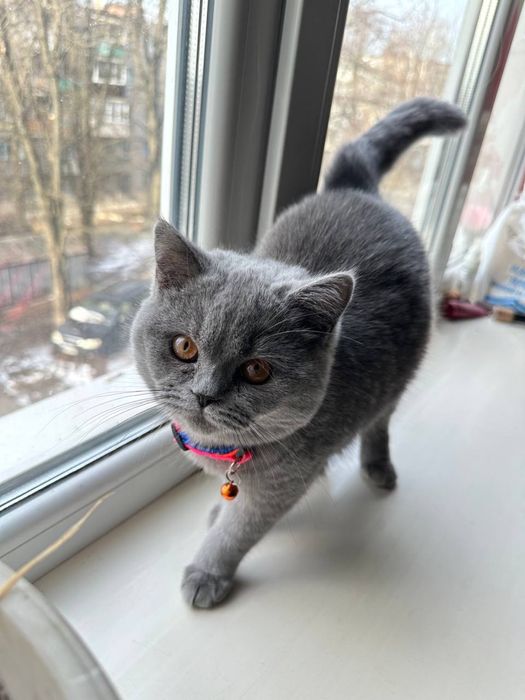 Шотландская кошечка