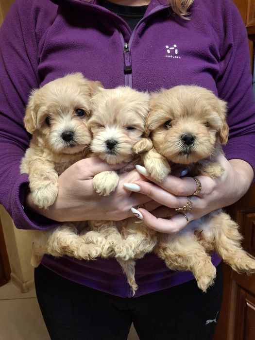 Невероятные Мальтипу!