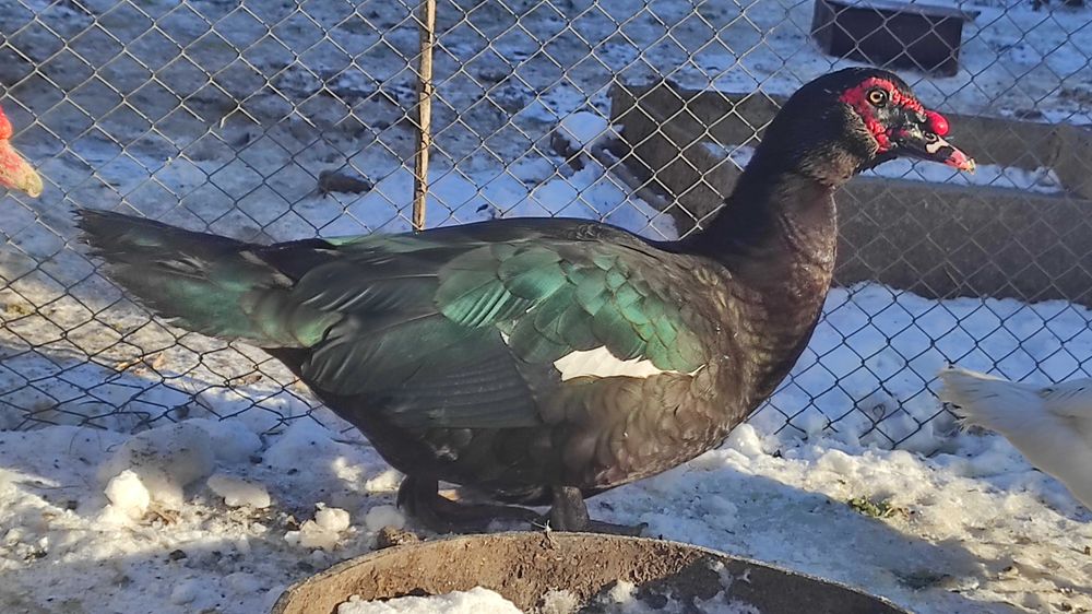 Мускусні качки інкубаційне яйце.