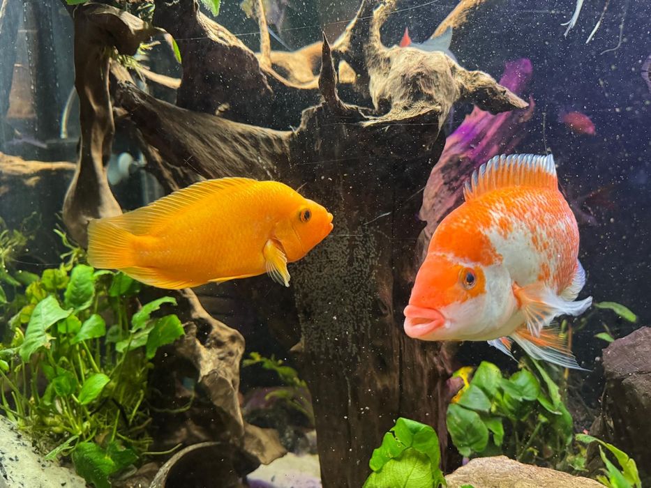 Pielęgnica cytrynowa