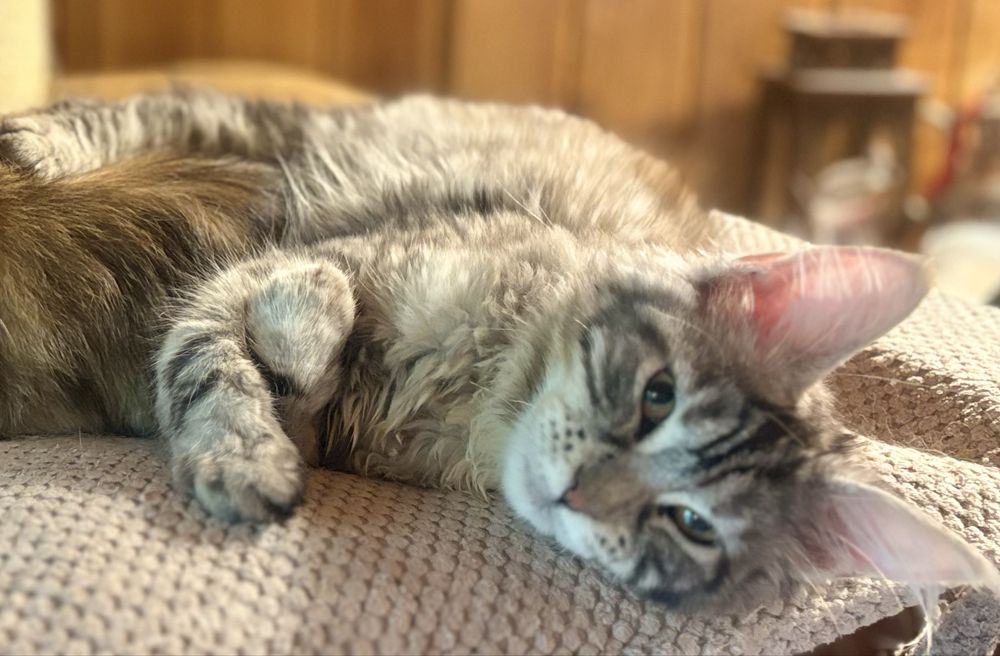 Słodka koteczka Kolendra maine coon SHK WCF