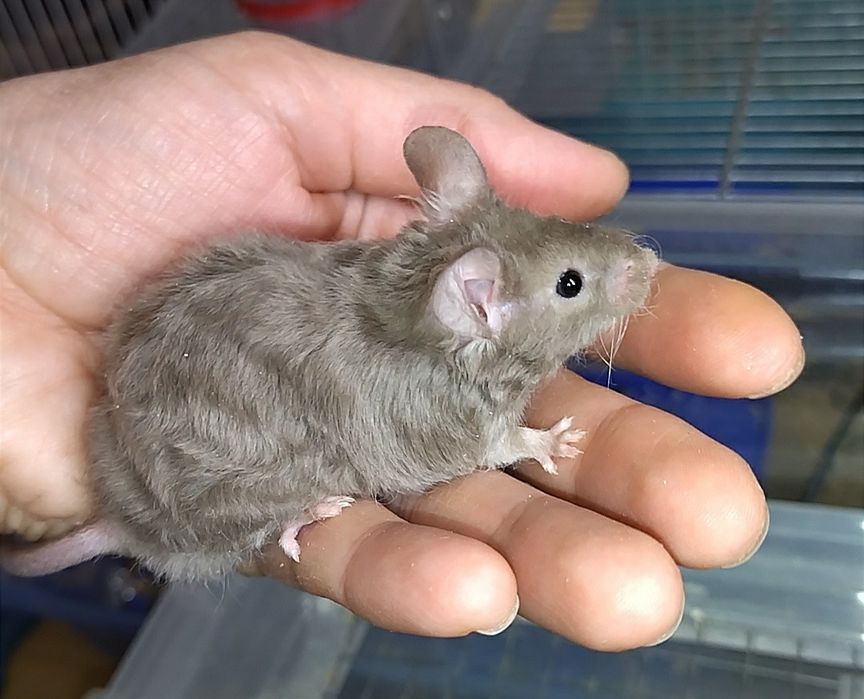 Пухнасті декоративні миші різних кольорів