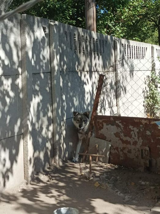Молодий песик Чак