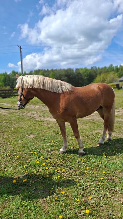 Koń rasy Haflinger