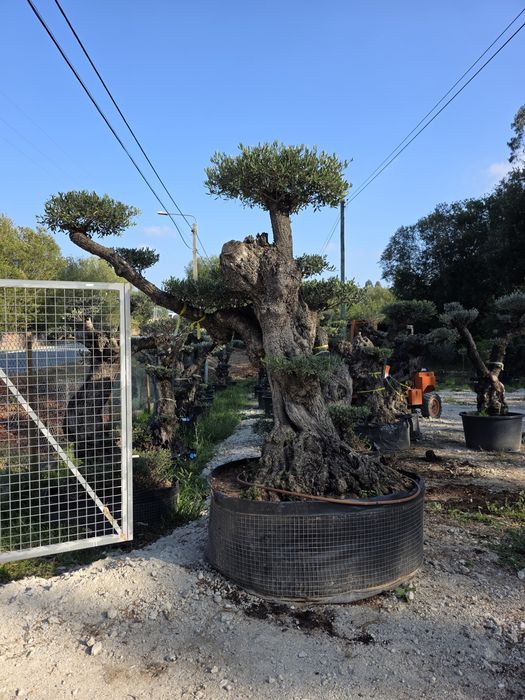 Oliveiras de vários portes / Bonsai