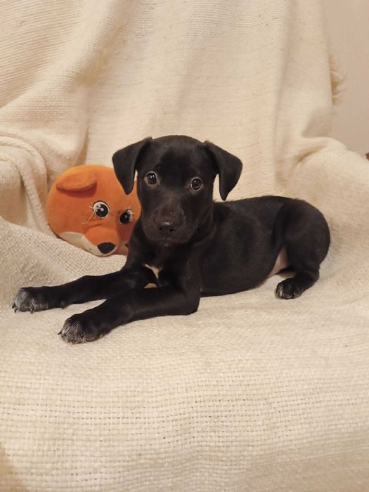 Uratowany G O N Z nadal bez SWOKEGO człowieka!