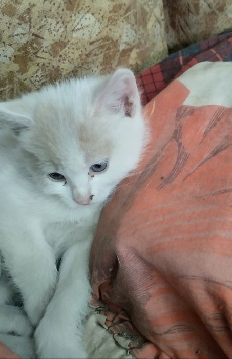 Отдам котят, мальчика и двух девочек