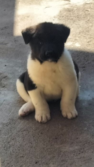 Акіти Американські