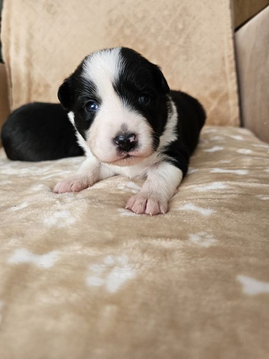 Chłopiec Border Collie