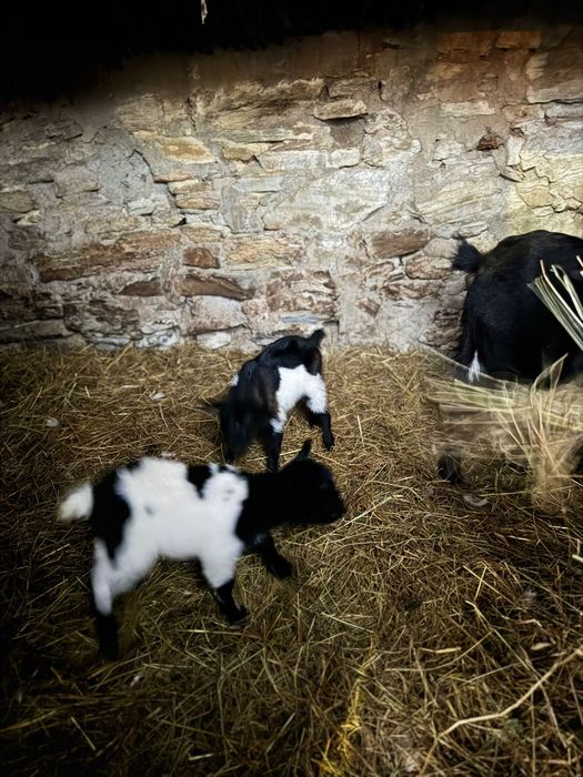 Vendo cabras micro anãs
