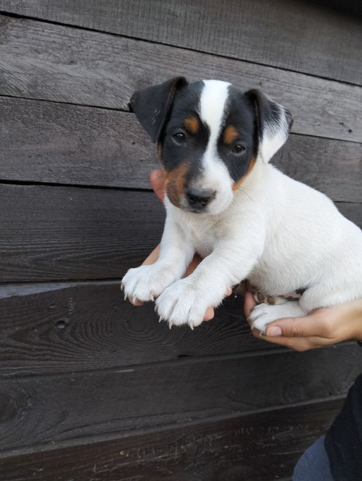 Jack Russell Terrier szczeniaki