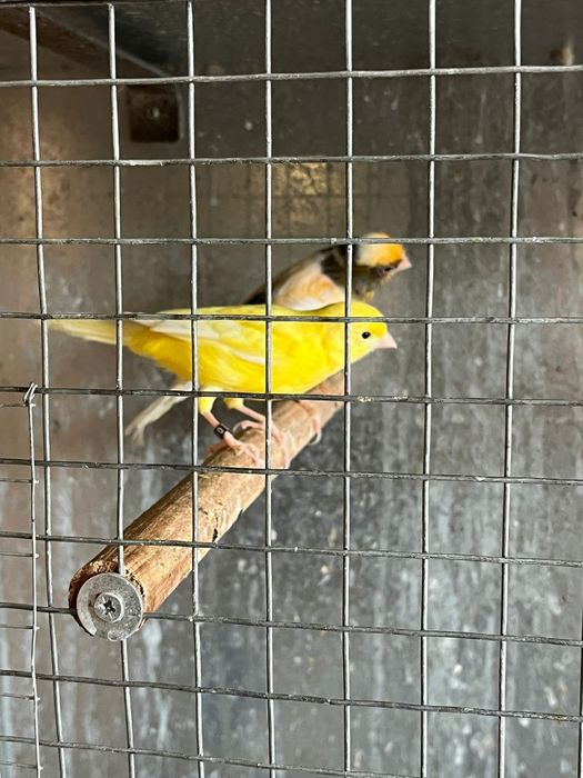 CANÁRIOS disponíveis