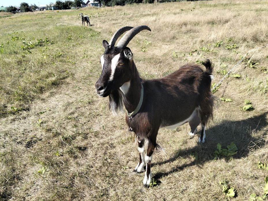 Продам дві кози.