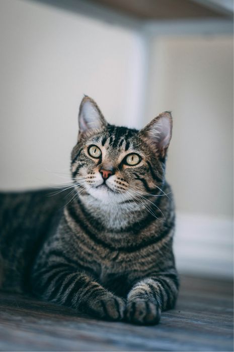 Doa-se gato muito docil (esterilizado)