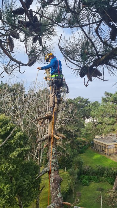 Poda e Abate de Árvores