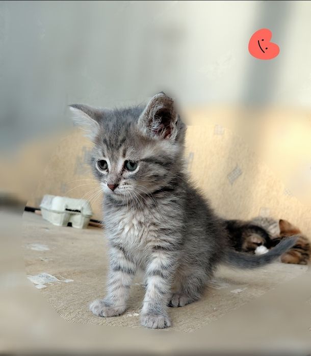 Кошенятка шукають дім