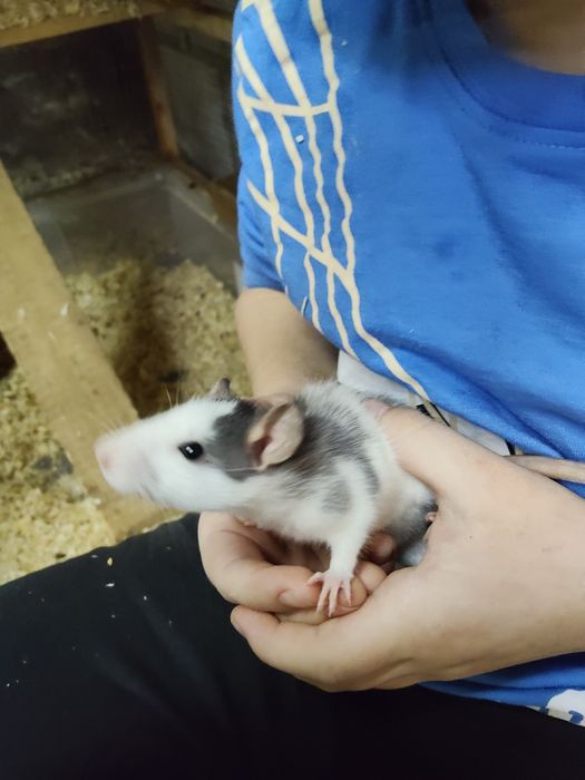 Sprzedam małe szczurki