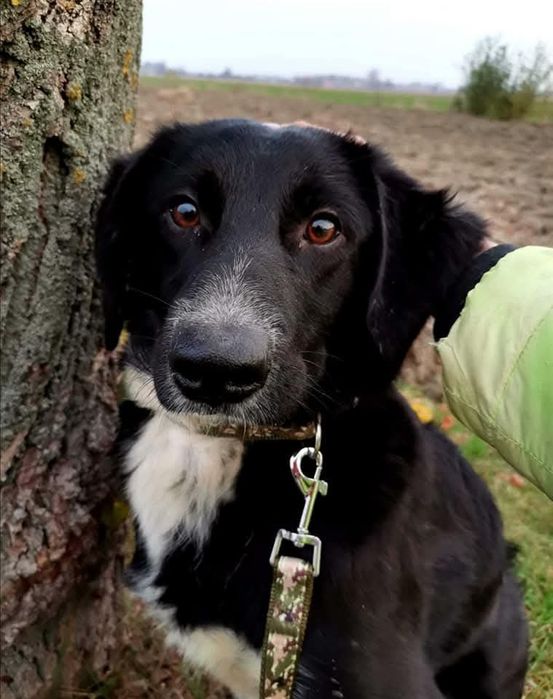 Wylękniony Pędzelek szuka domu