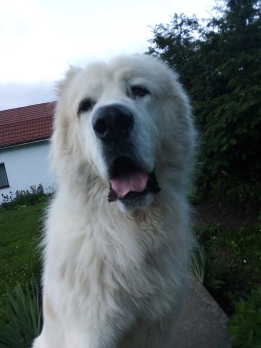 алабай вязка чистокровний