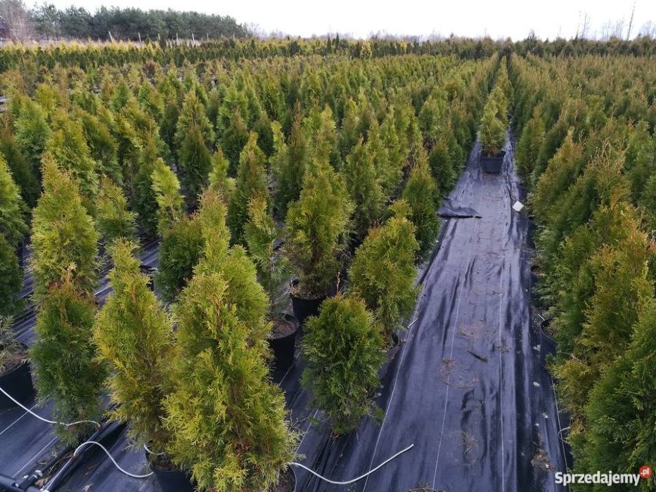 Tuja AUREOSPICATA 3 metry wysokości 120 cm. szerokości, tuje szmaragd