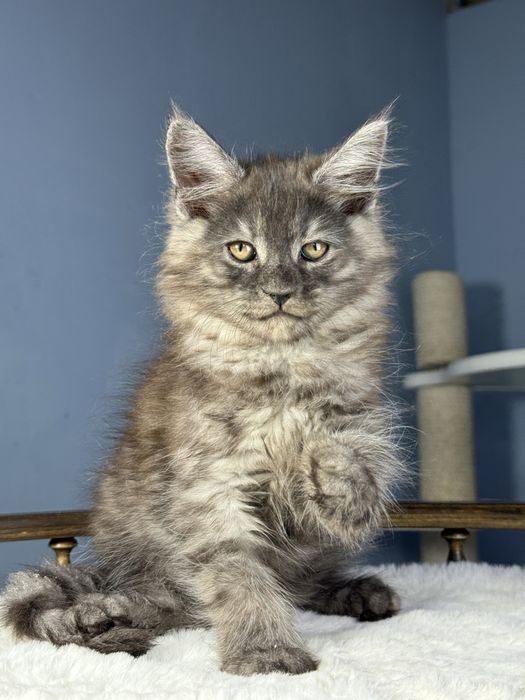 Мальчик черный дым крупный мейн кун 2 месяца