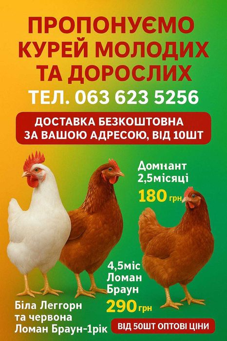 КУри несушки Кривий ріг ! доставка додому