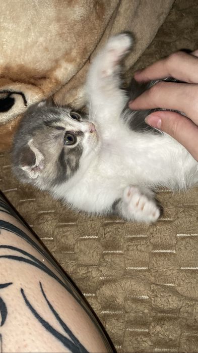 Продам котёнка 3 месяца