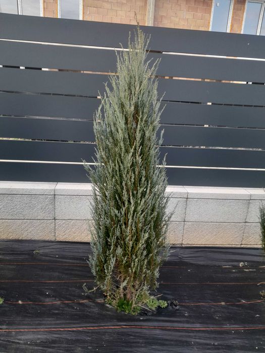 Jałowiec blue arrow 160 cm