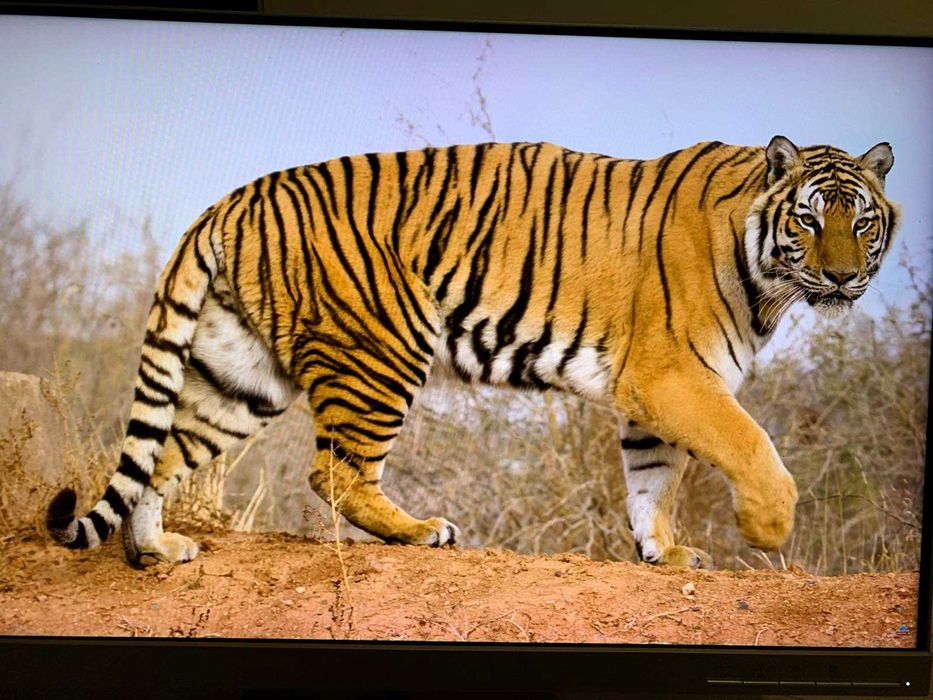 Монітор Lenovo 24 дюйми L27q-10  IPS 2К  (2560x1440)