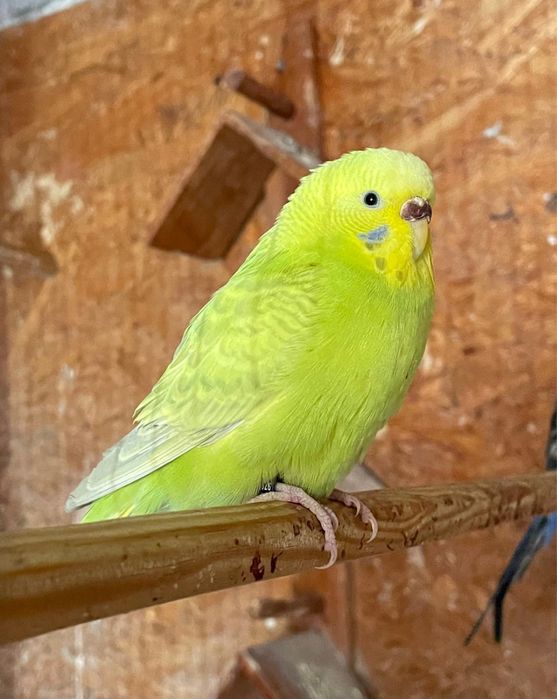 Periquitos black face e portadores