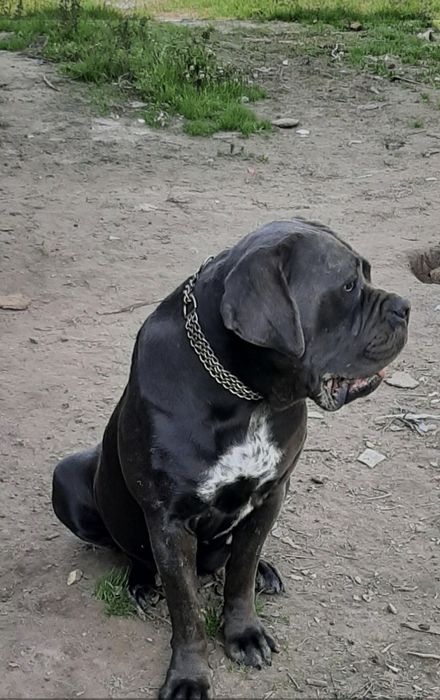 Cane corso suczka Błękitna