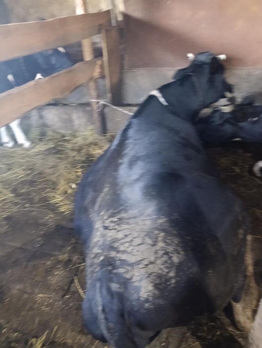 Продам корову на вибір