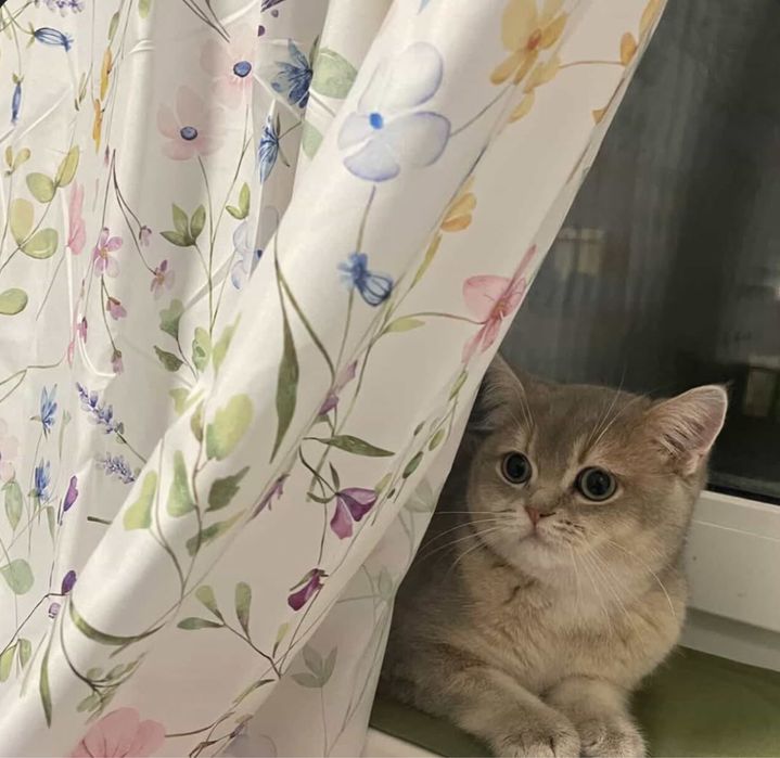Кошенята британська золота та блакитна шиншила