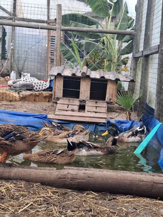 Patos ruen com 1 semana