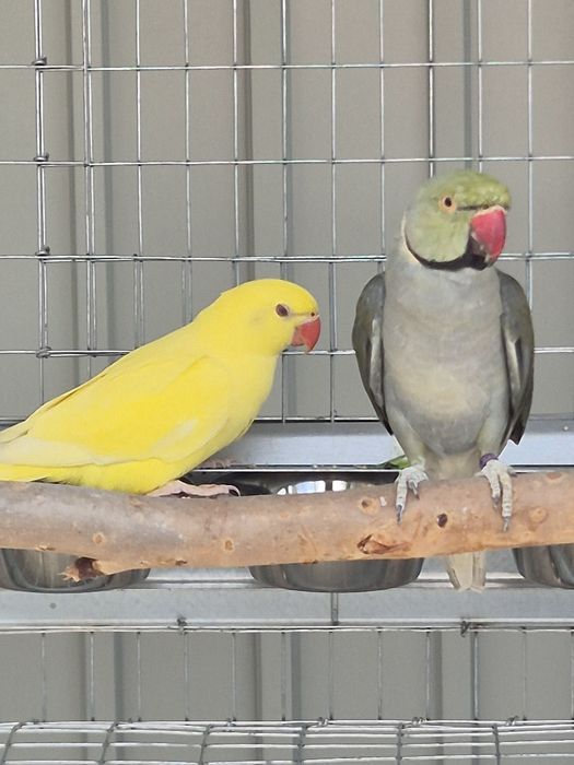 Ringnecks para venda ou troca