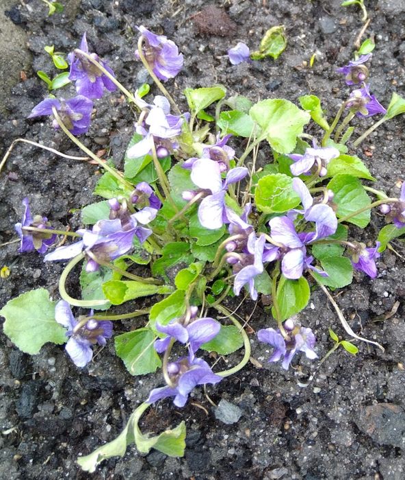 Fiołek ogrodowy sadzonki