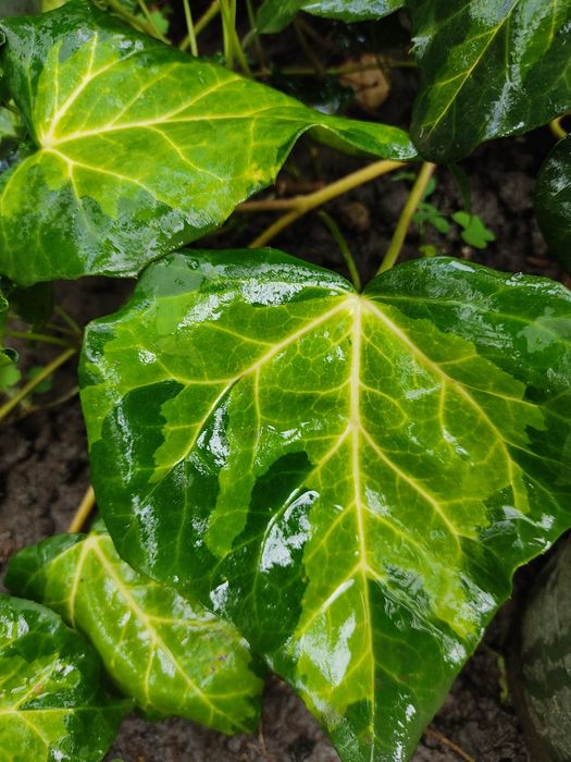 Плющі 10 сортів..