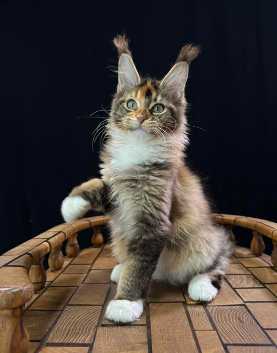 Тигрята котята породы Мейн-кун