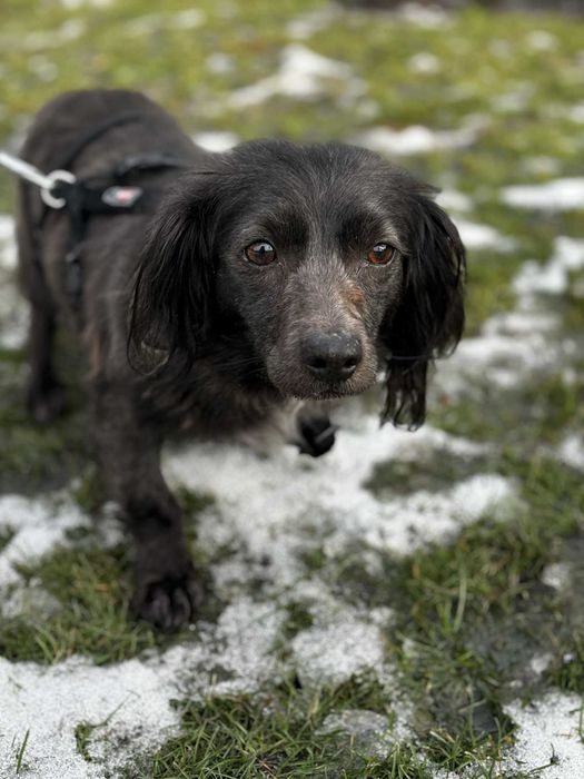 Mikro sunia potrzebuje domu adoptuj
