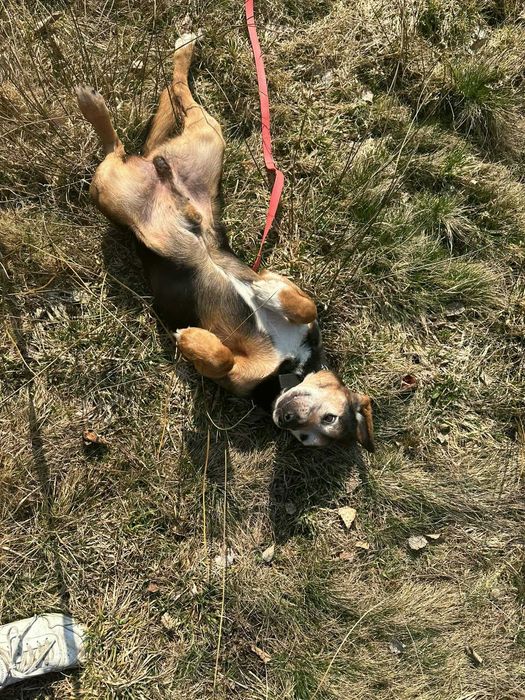 Ludwik psiak do adopcji 9l. 16kg