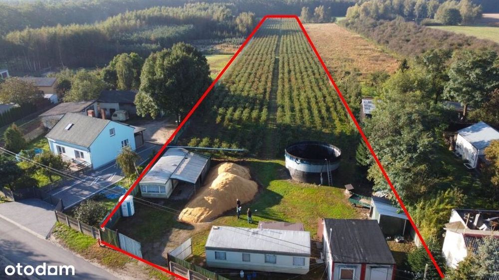 Działka inwestycyjna - uprawa borówek k.Kalisza
