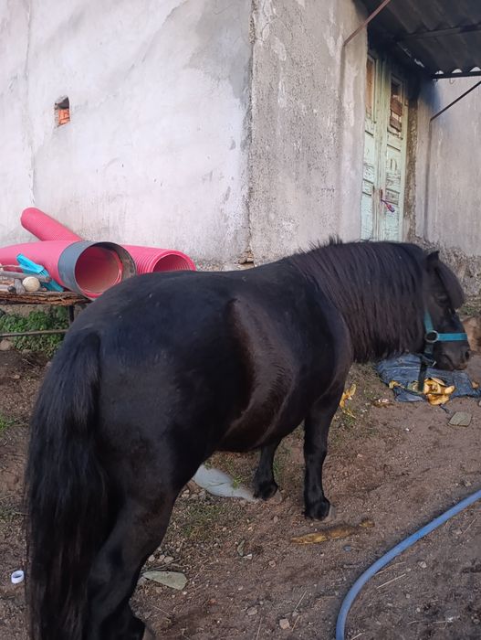 Vendo pônei com livro azul