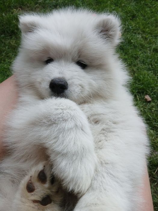 Samoyed ślicznej białe  misie gotowe  do odbioru