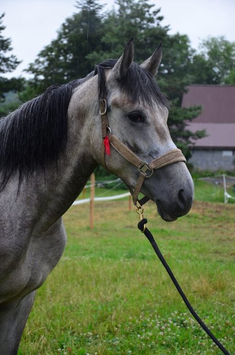 Zamienię klacz na konika Polskiego